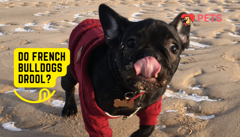 Cute small happy French Bulldog running on beach drooling