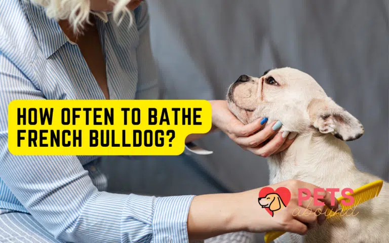 Frenchies being combed and groomed after a shower (supposedly) by its pet parent