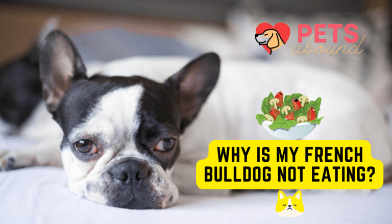 Sad black and white French Bulldog looking at salad bowl illustration