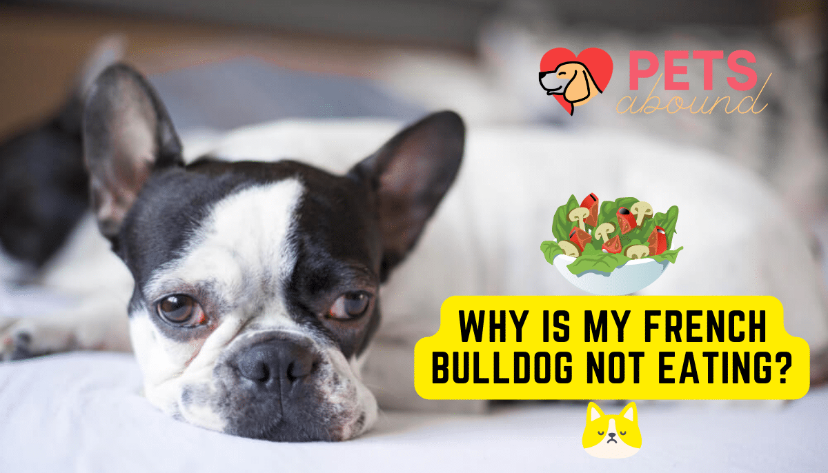Why Is My French Bulldog Not Eating? (2023 Solved!) Pets Abound