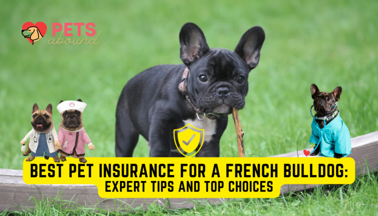 Small Black French Bulldog holding a stick in a mouth surrounded by cute Frenchie doctors