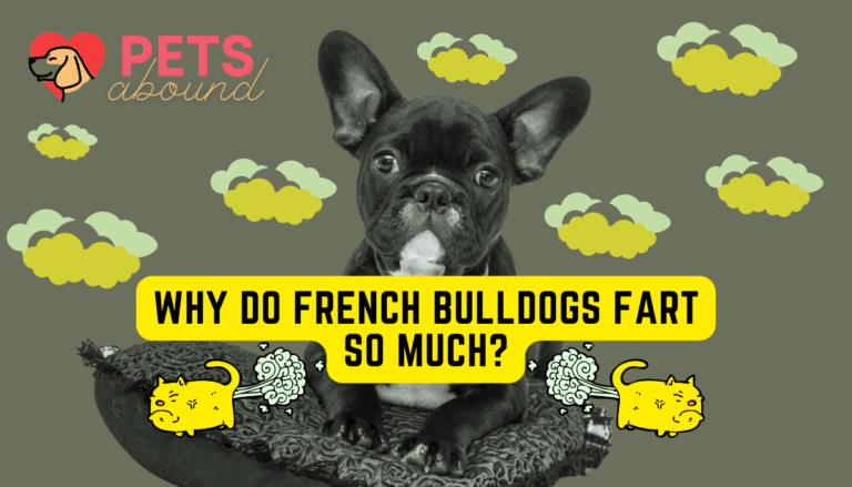 Black French Bulldog sitting in clouds of green smelly farts