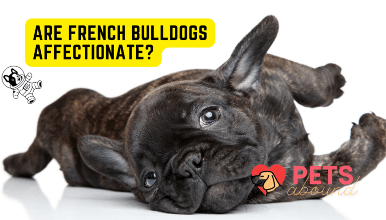 are french bulldogs affectionate-petsabound.com