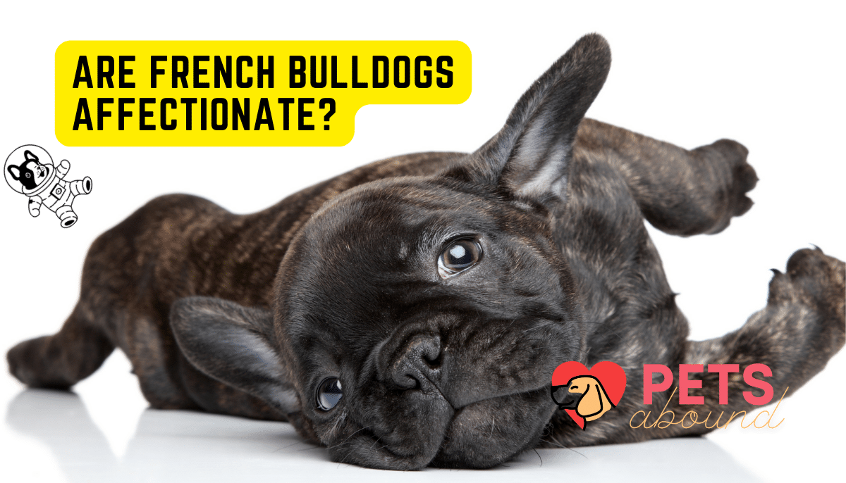Are French Bulldogs Affectionate? Yes, they are! Pets Abound