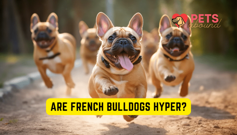 are french bulldogs hyper