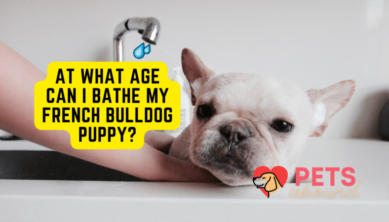 at what age can i bathe my french bulldog puppy