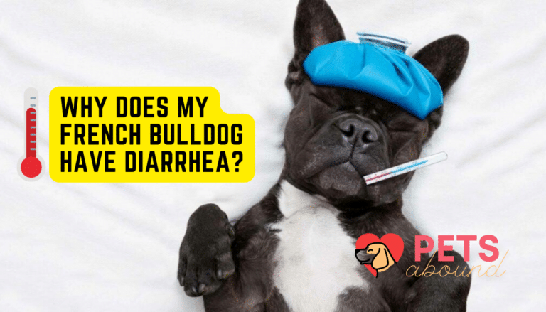 Black French Bulldog feeling very sick lying in bed with a thermometer